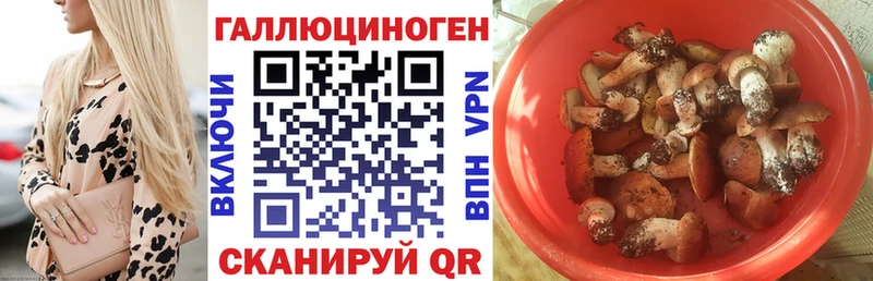 Купить закладки Высоковск Псилоцибиновые грибы Cubensis